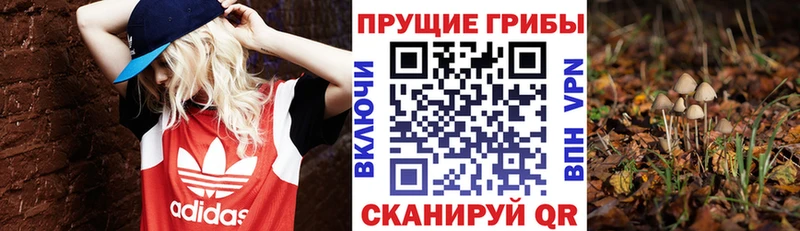 Псилоцибиновые грибы прущие грибы  Купить закладки  Зея 